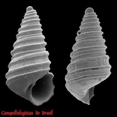 Oscilla notialis Pimenta, Santos & Absalão, 2008