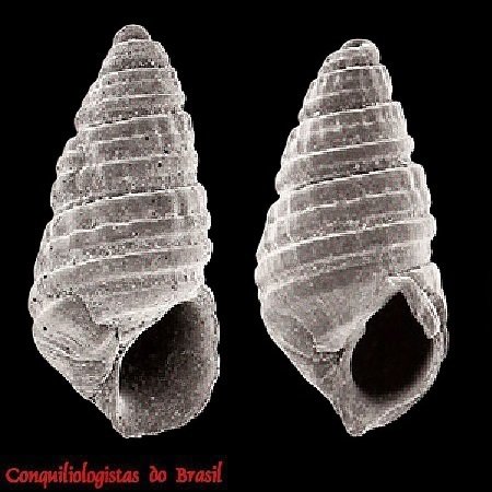 Oscilla somersi (A. E. Verrill & K. J. Bush, 1900)