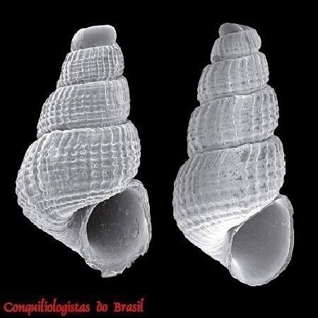 Parthenina biumbilicata Pimenta, 2012