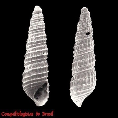 Peristichia lepta Pimenta, Santos & Absalão, 2008
