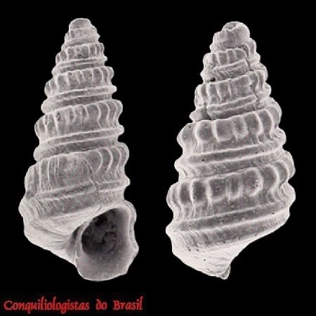 Triptychus litosbathron Pimenta, Santos & Absalão, 2008