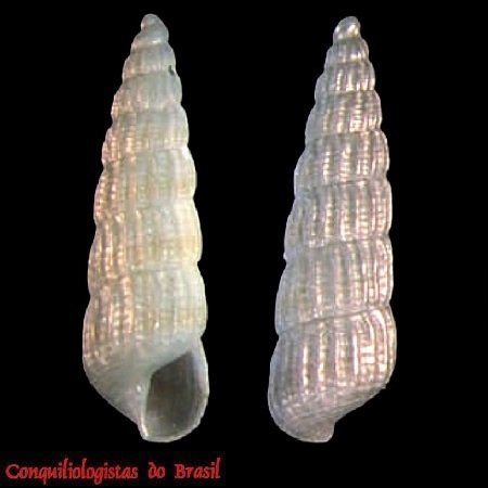 Turbonilla capixaba Pimenta & Absalão, 2004