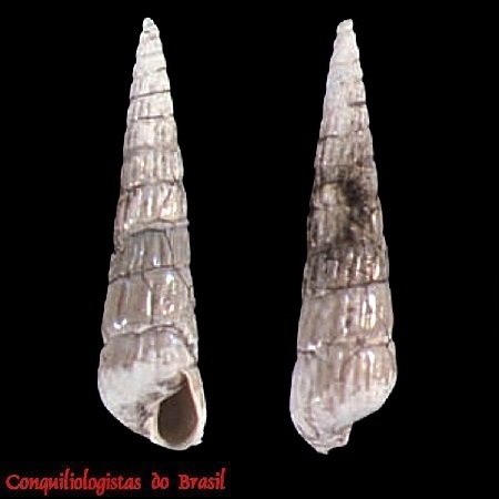 Turbonilla farinatiae Pimenta & Absalão, 2004