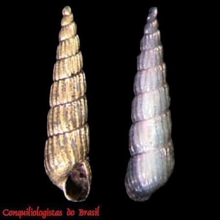 Turbonilla kaapor Pimenta & Absalão, 2004