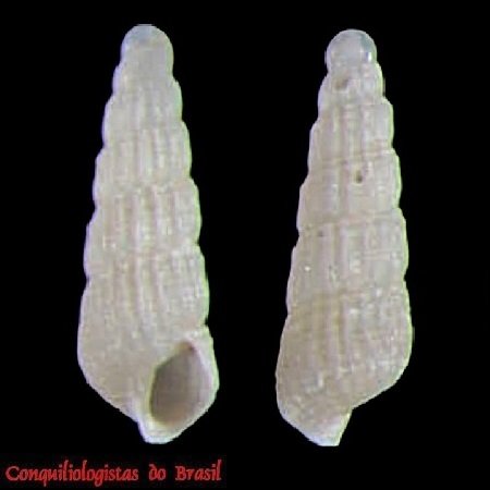 Turbonilla paulinoi Pimenta & Absalão, 2004