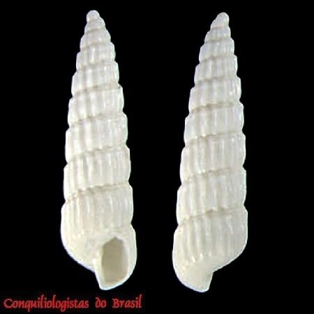 Turbonilla scapulata Pimenta & Absalão, 2004