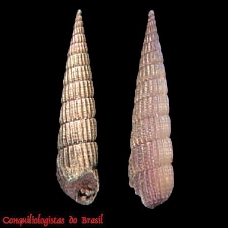 Turbonilla uaca Pimenta & Absalão, 2004