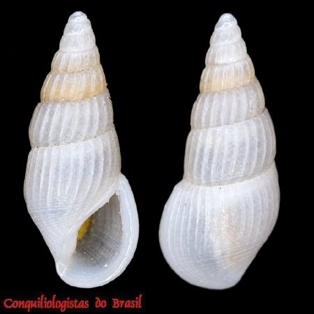 Zebinella striatocostata (A. d'Orbigny, 1842)