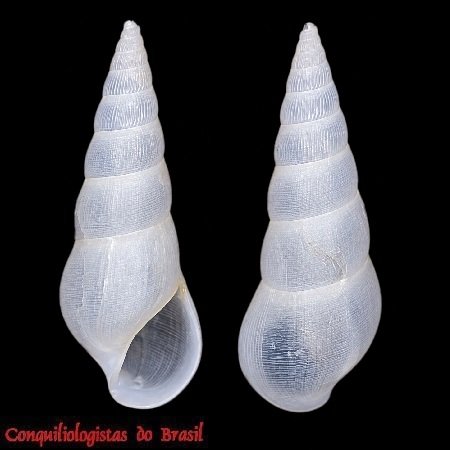 Zebinella striosa (C. B. Adams, 1850)