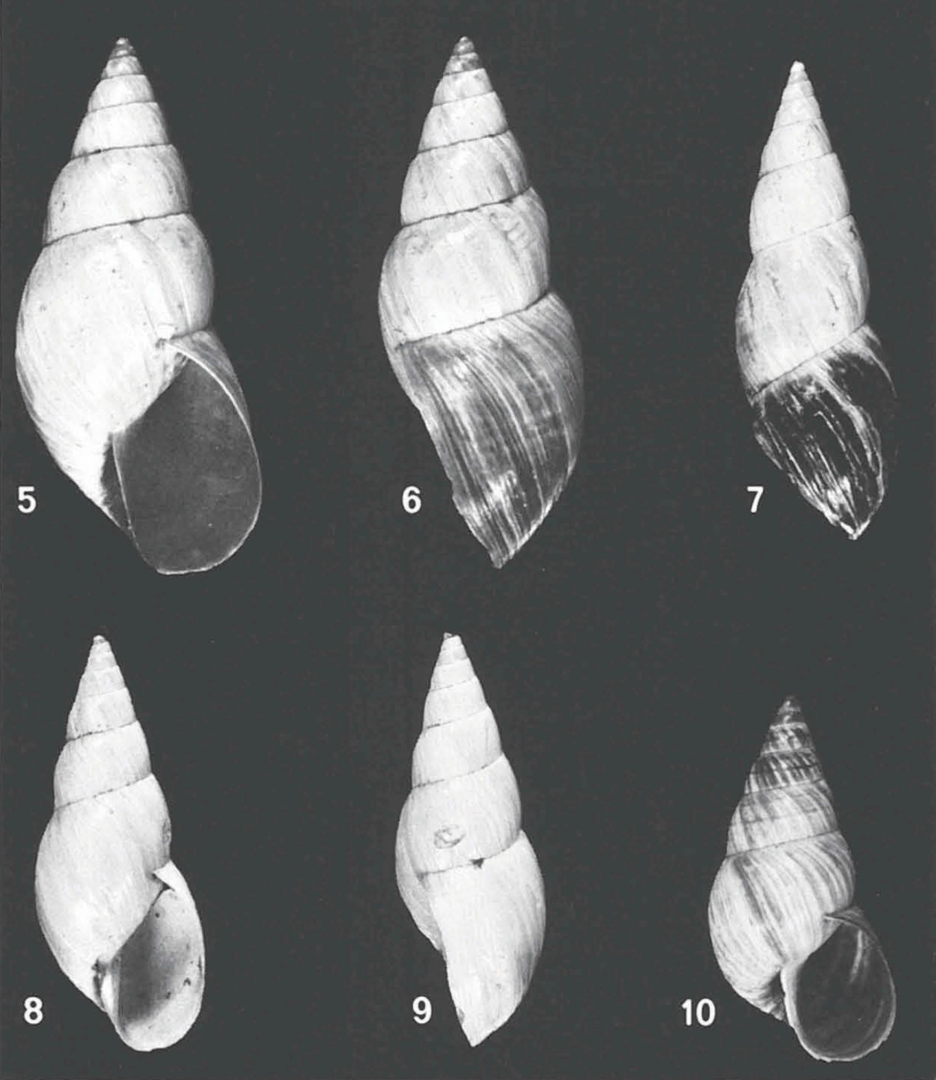 Bostryx fuligineus Breure, 1978 Bostryx fuligineus Breure, 1978
