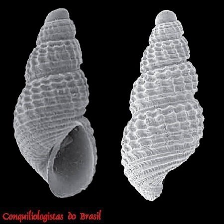 Boonea scymnocelata Pimenta, Absalão & Miyaji, 2009