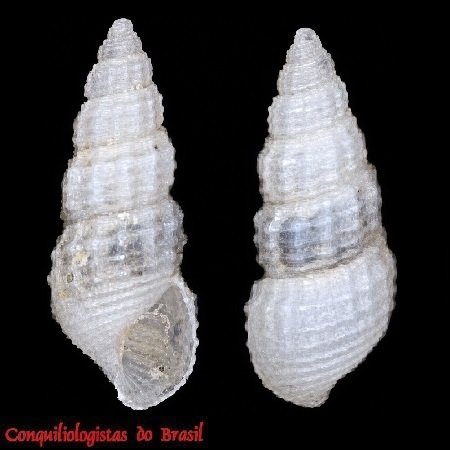Boonea seminuda (C. B. Adams, 1839)