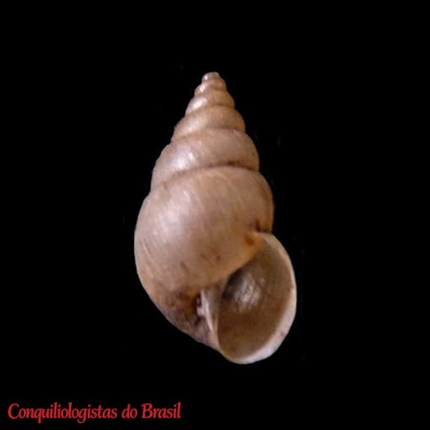 Bostryx hirsutus Breure, 1978