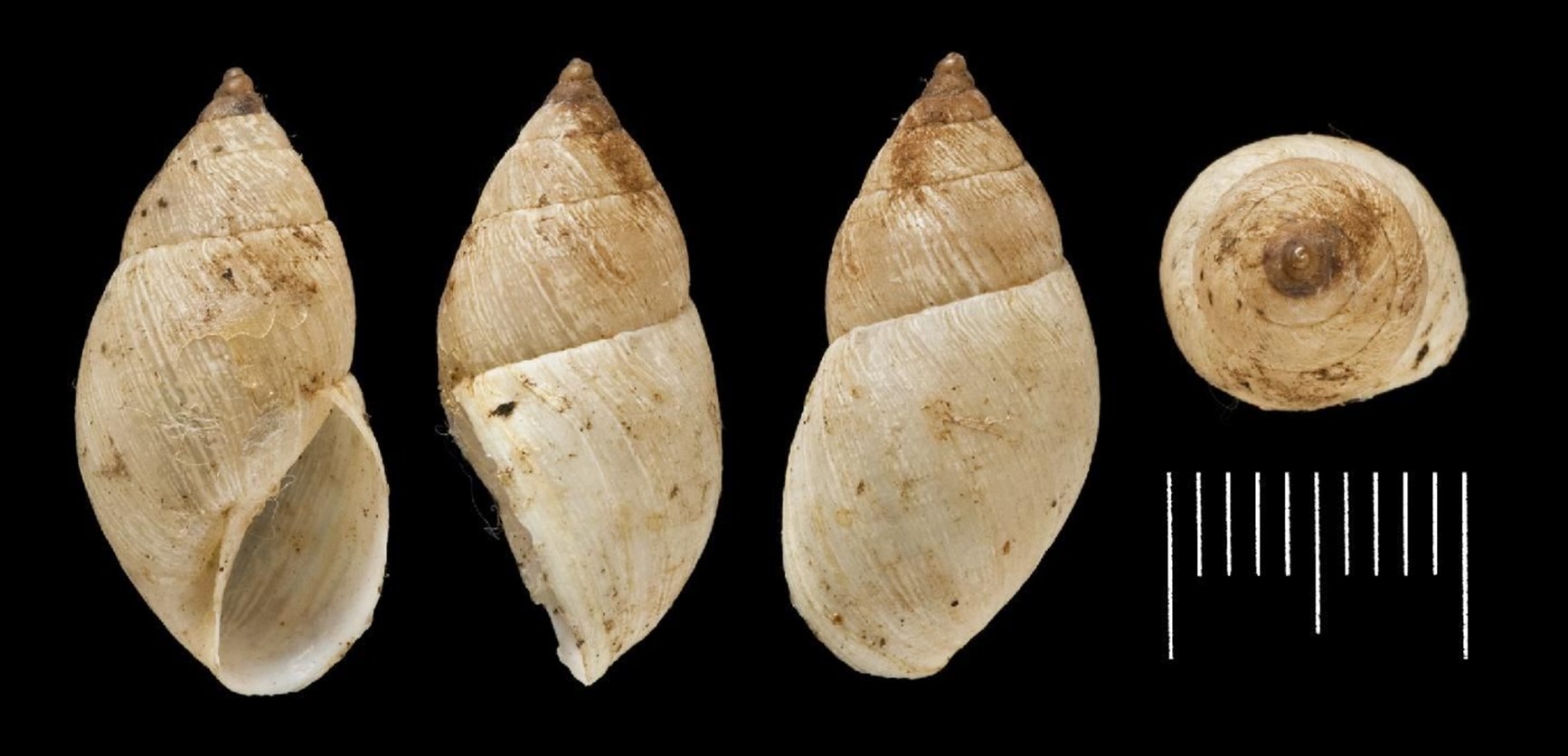 Bostryx paposensis L. Pfeiffer, 1856 Bostryx paposensis L. Pfeiffer, 1856