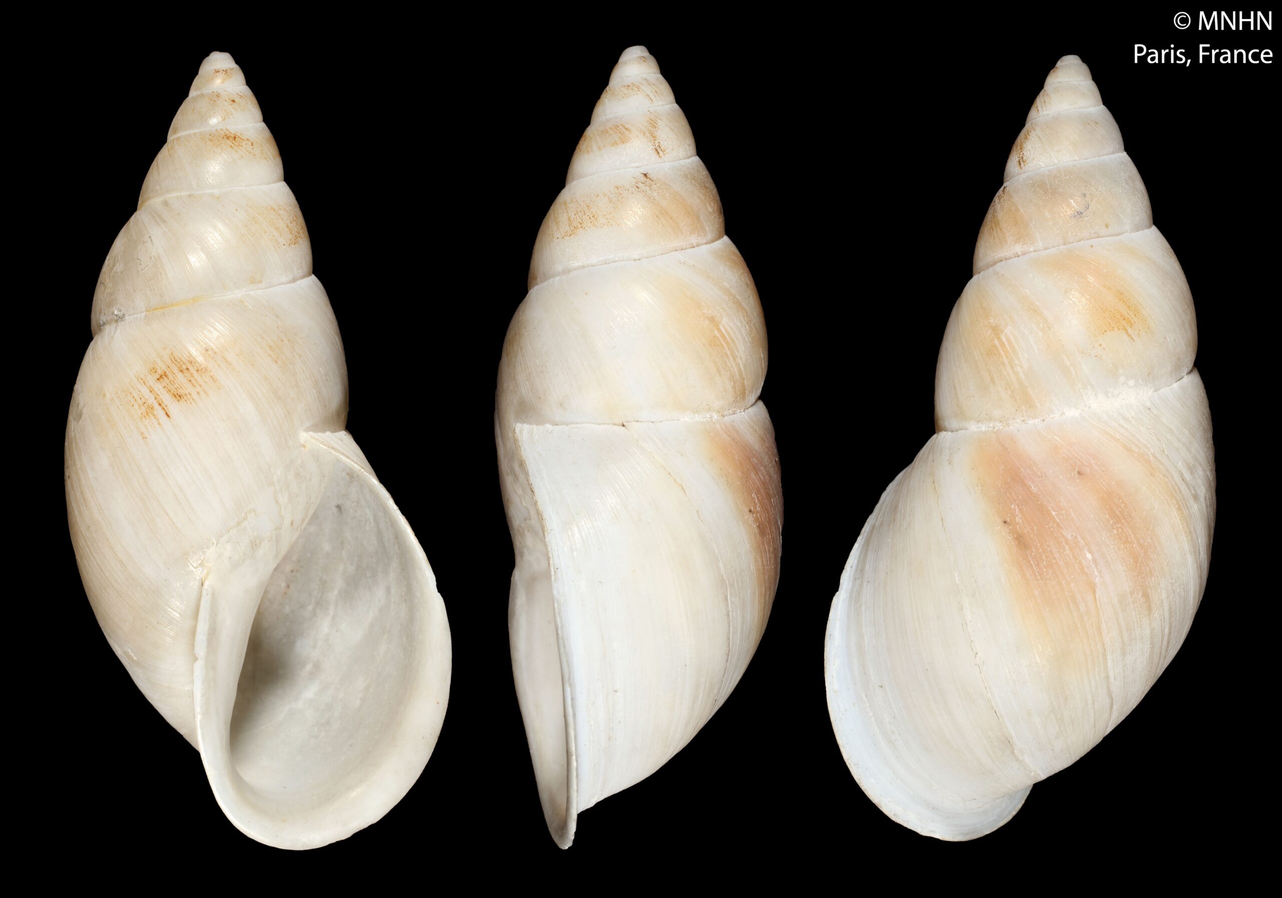 Bulimulus (Scutalus) cacotycus Mabille, 1895 Bulimulus (Scutalus) cacotycus Mabille, 1895
