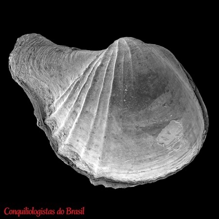 Cardiomya minerva