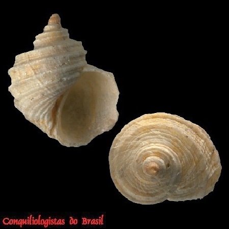 Fossarus orbignyi P. Fischer, 1864