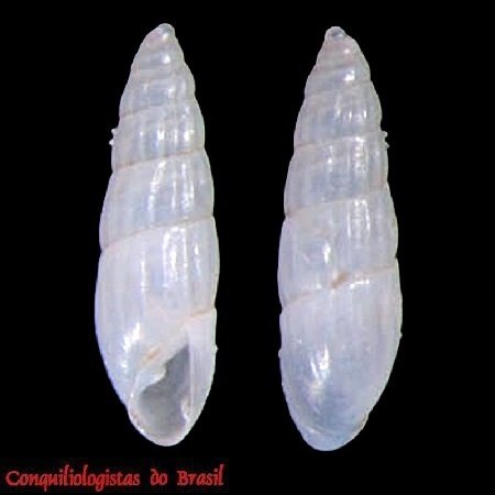 Odostomella carceralis Pimenta, Absalão & Alencar, 2000