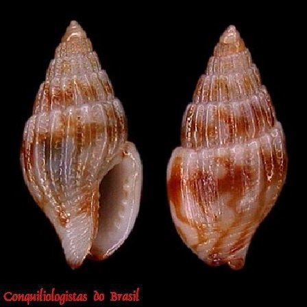 Parvanachis pygmaea (G. B. Sowerby I, 1832)
