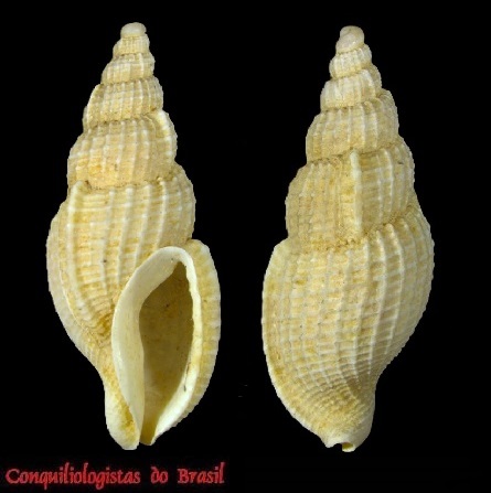 Tritonoharpa curvapex L. Souza, R. S. Gomes & P. M. Costa, 2020