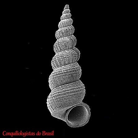 Cylindriscala jeffreysi (Tryon, 1887)