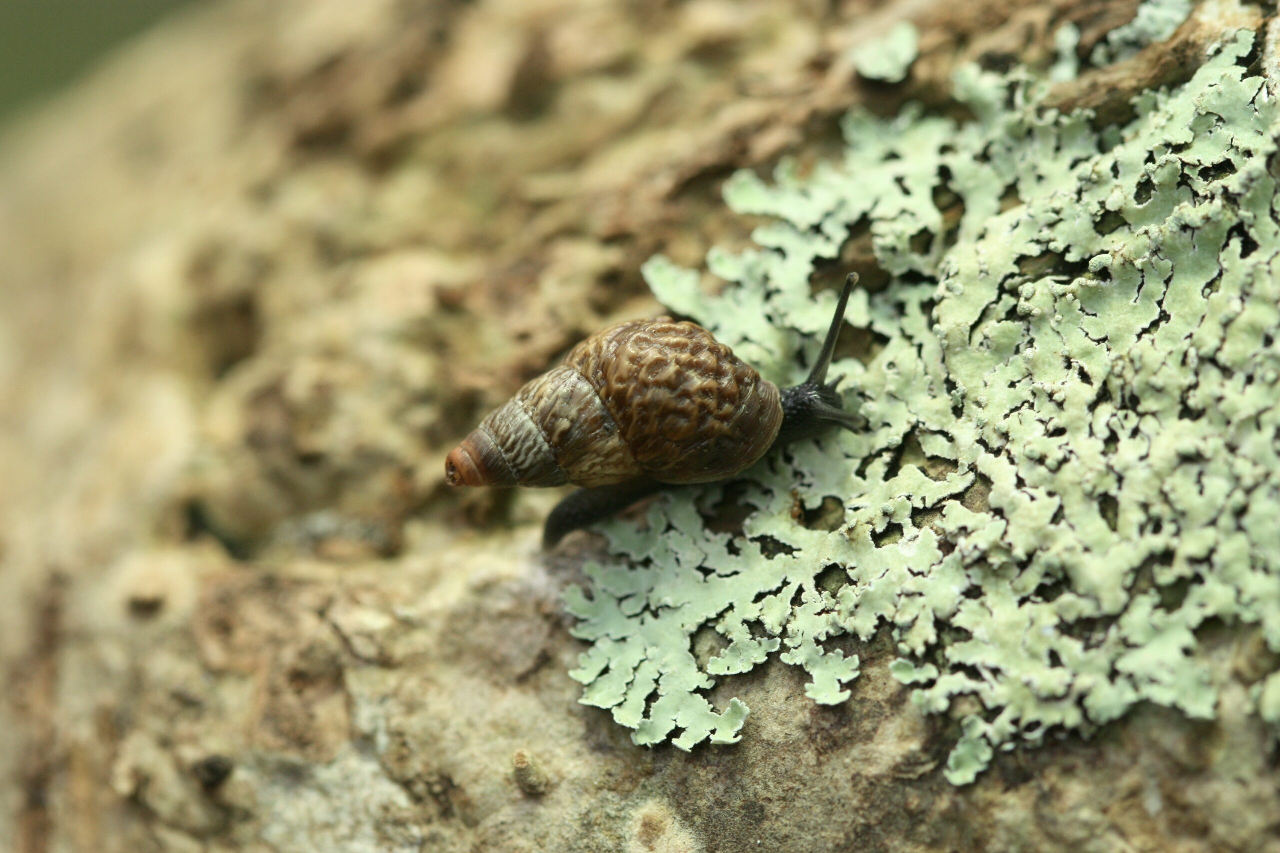 Naesiotus eos (Odhner, 1951) credit: Andy Kraemer Naesiotus eos (Odhner, 1951) credit: Andy Kraemer