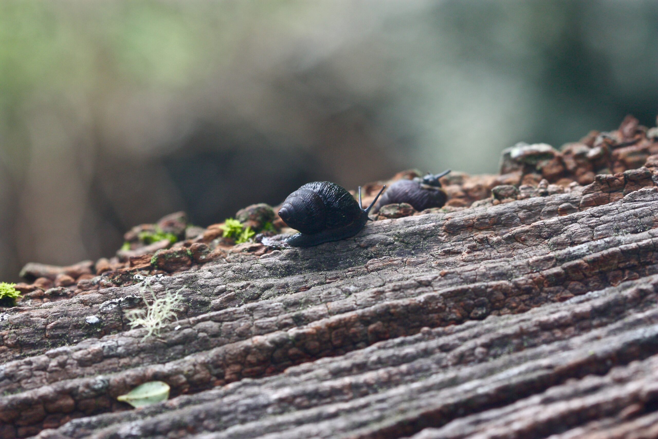 Naesiotus ochsneri (Dall, 1917) credit: Andy Kraemer Naesiotus ochsneri (Dall, 1917) credit: Andy Kraemer