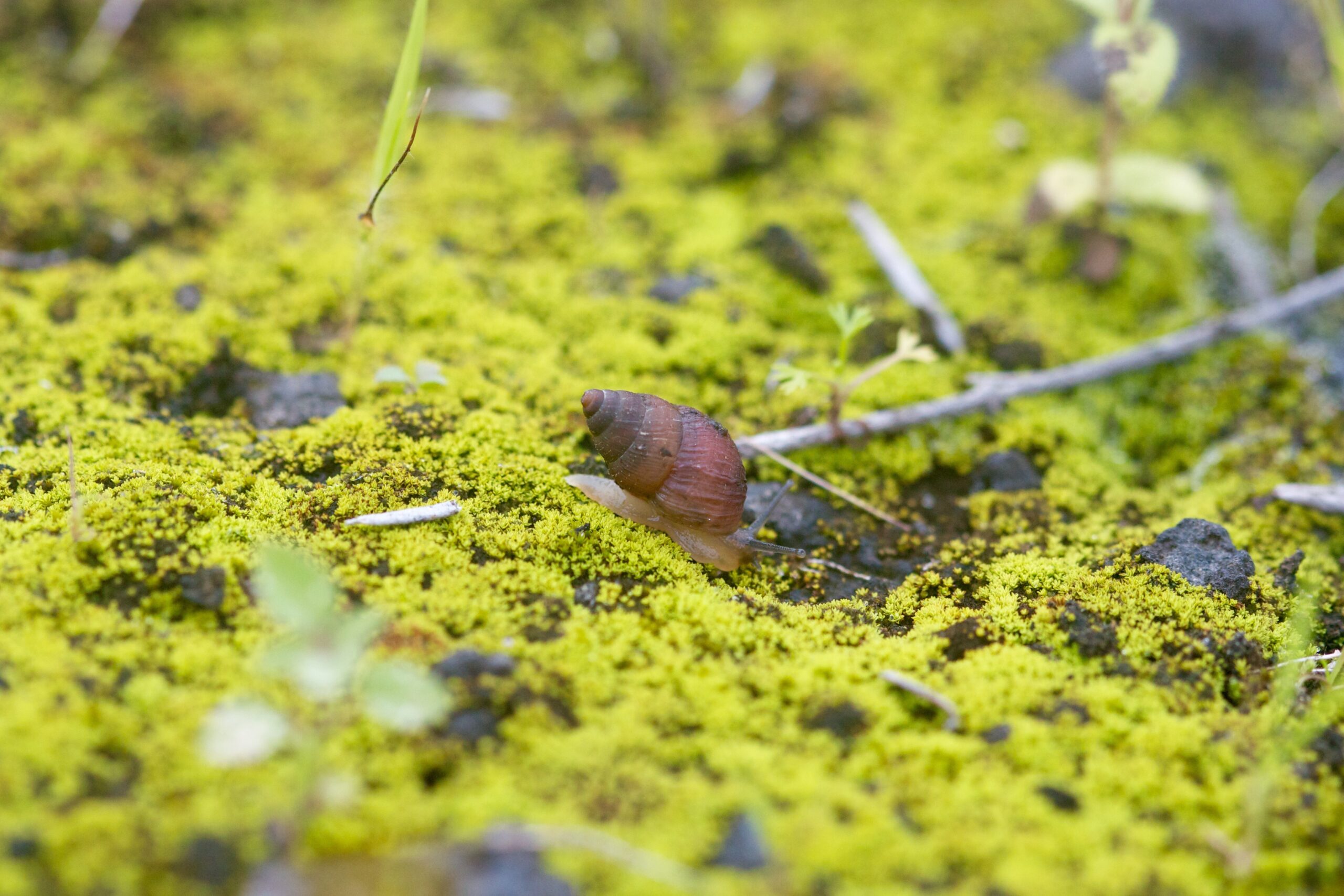 Naesiotus perrus (Dall, 1917) credit: Andy Kraemer Naesiotus perrus (Dall, 1917) credit: Andy Kraemer