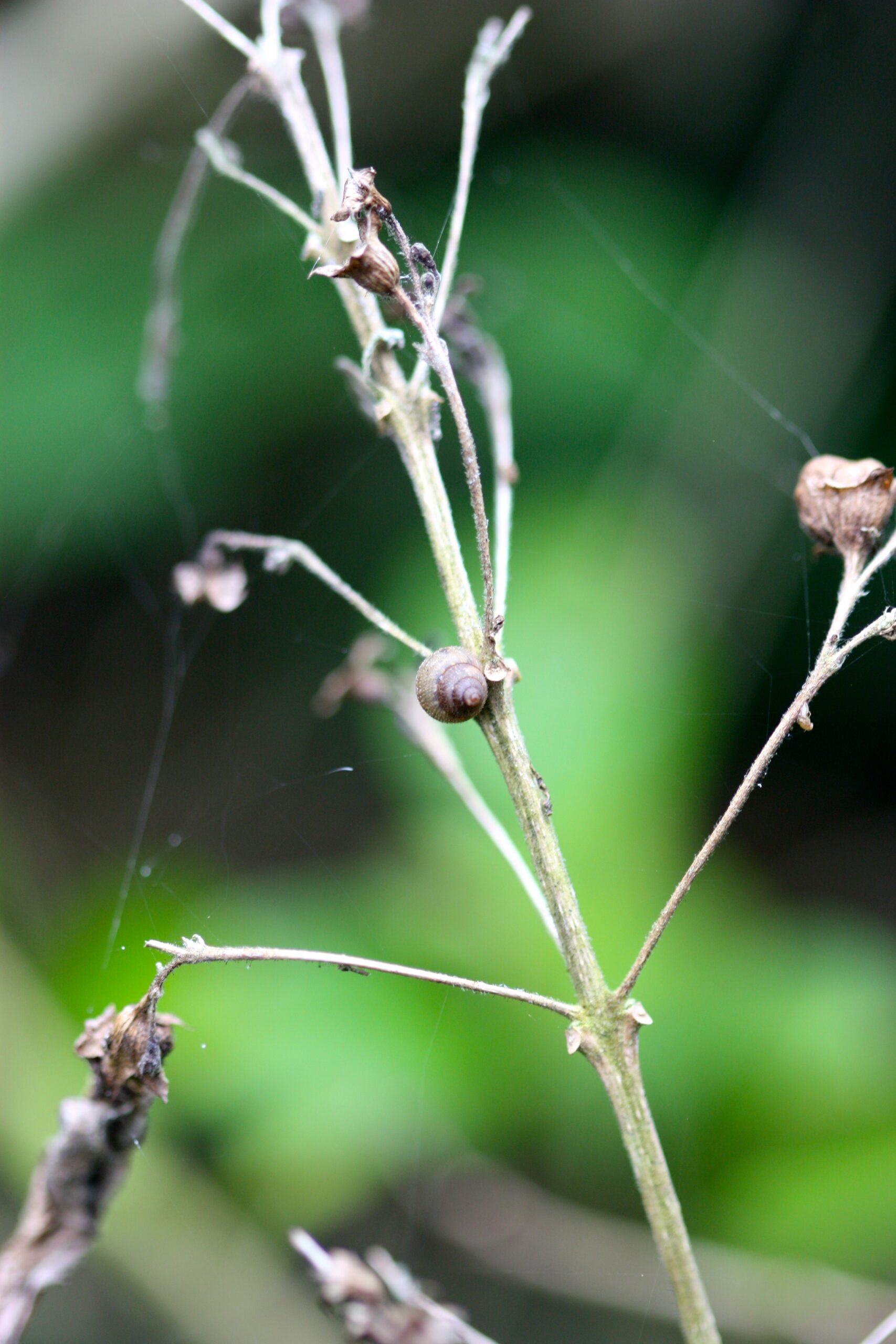 Naesiotus simrothi (Reibisch, 1892) credit: Andy Kraemer Naesiotus simrothi (Reibisch, 1892) credit: Andy Kraemer