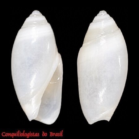 Olivella santacruzence