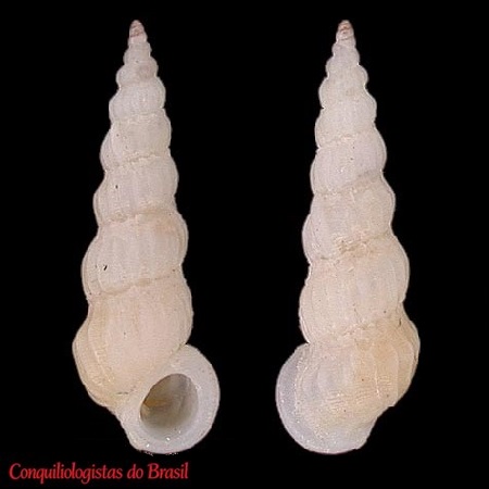 Opalia moerchiana (Dall, 1889)