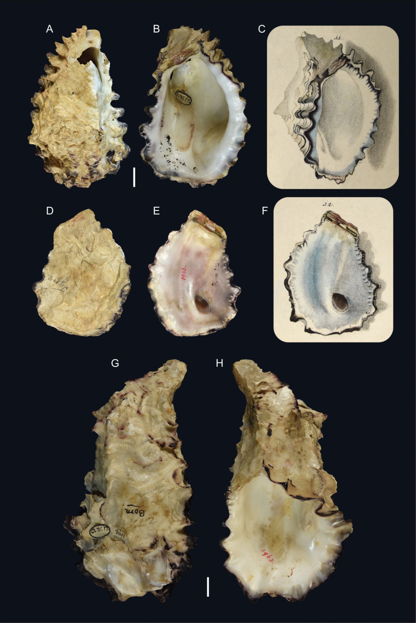 Saccostrea cuccullata (Born, 1778) Saccostrea cuccullata (Born, 1778)