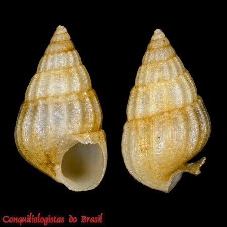 Benthonellania multicostata Absalão & Santos, 2004