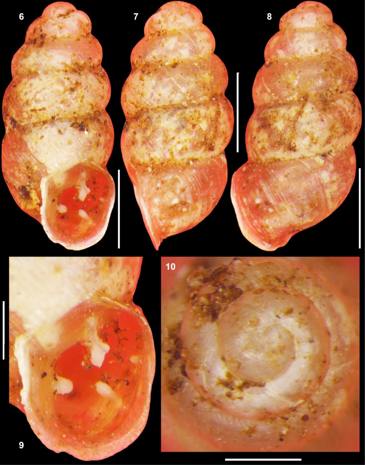 Gastrocopta pellucida hordeacella (Pilsbry, 1890) Gastrocopta pellucida hordeacella (Pilsbry, 1890)