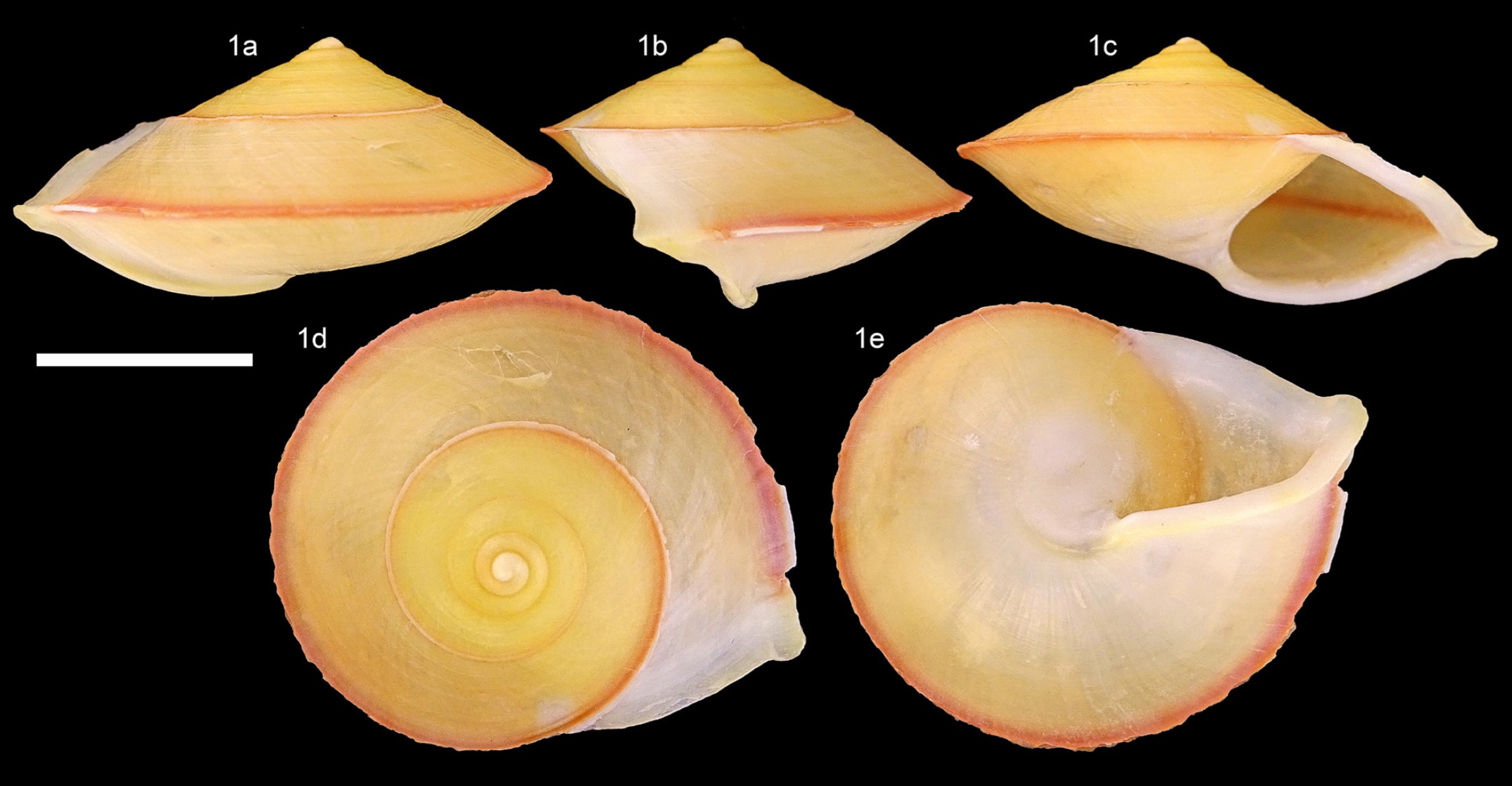 Helicina goliath Roosen, Hortúa Herrera & Dorado, 2025 Helicina goliath Roosen, Hortúa Herrera & Dorado, 2025