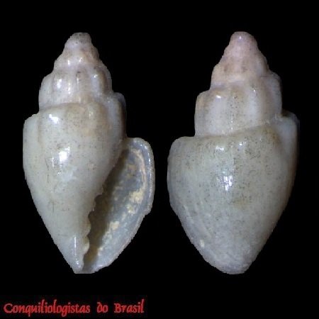 Microvoluta corona Simone & C. Cunha, 2012