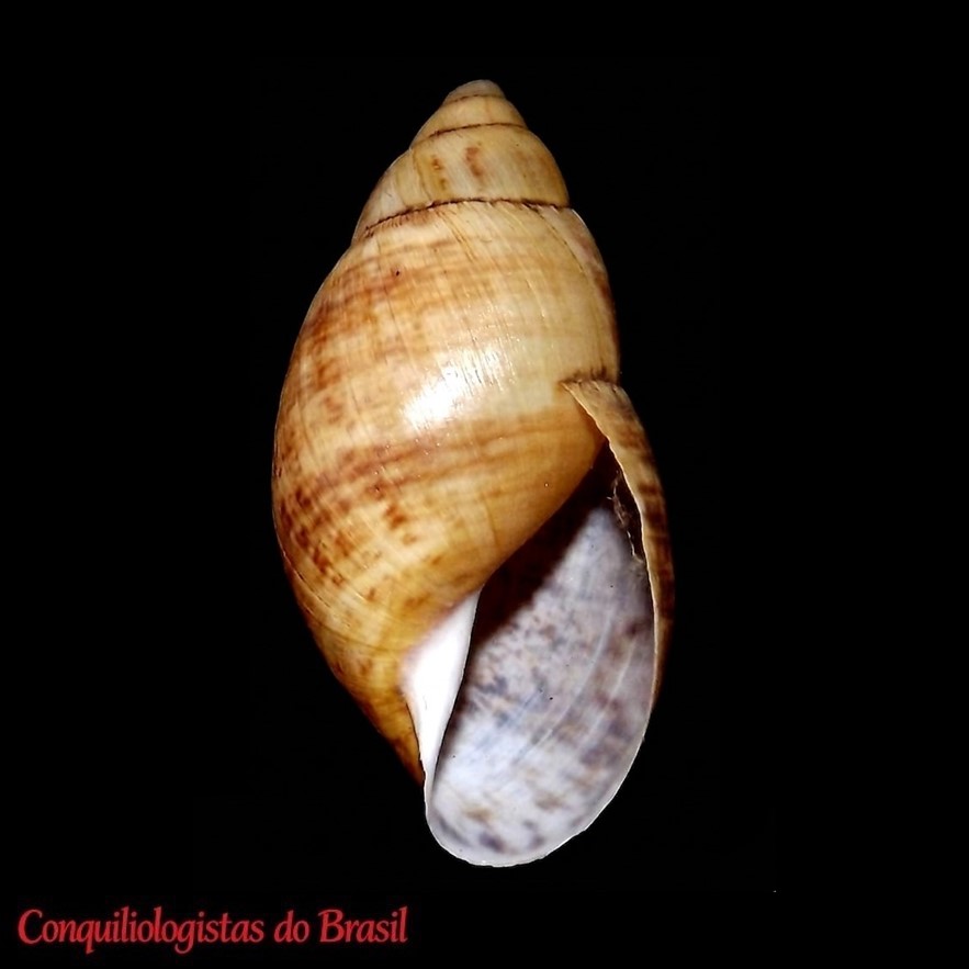 Plectostylus prolatus (A. Gould, 1846)