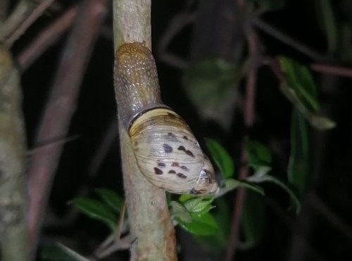 Plectostylus vagabondiae Brooks, 1936 Plectostylus vagabondiae Brooks, 1936