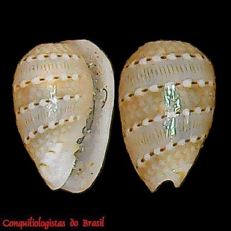 Sagittalia pulcherrima (Gaskoin, 1849)
