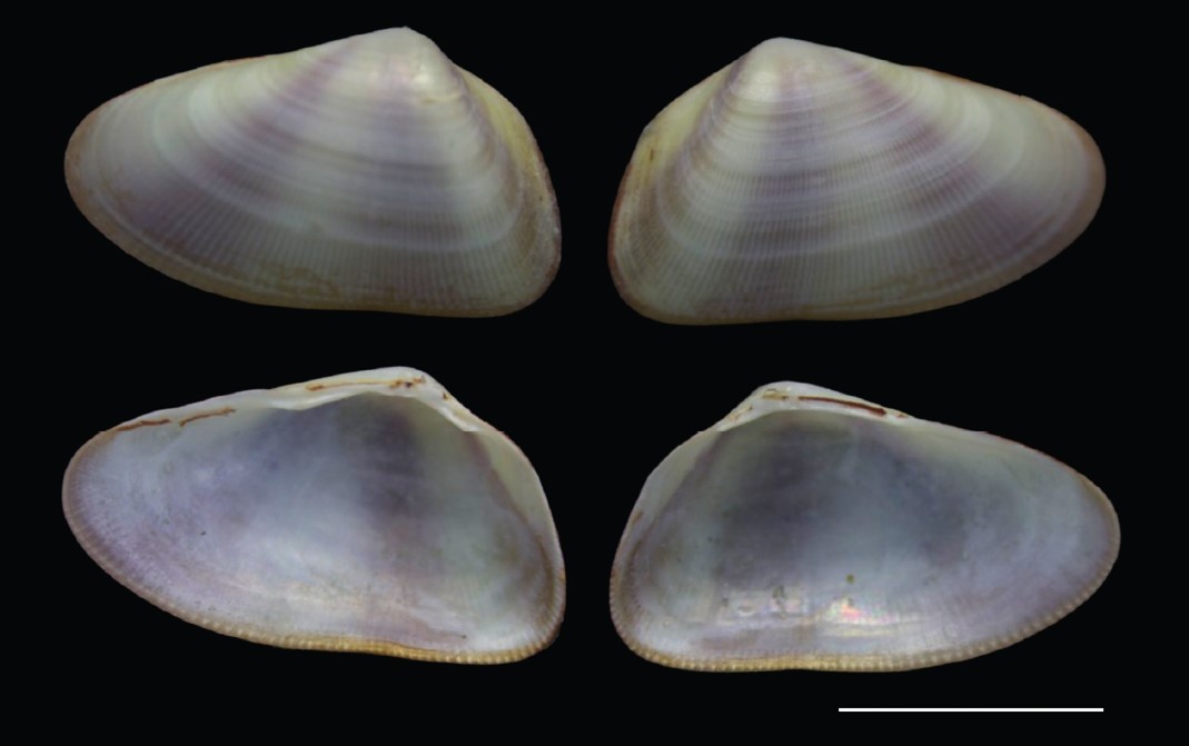 Donax trapesialis: morfometria geométrica revela uma nova espécie de bivalve no Nordeste brasileiro