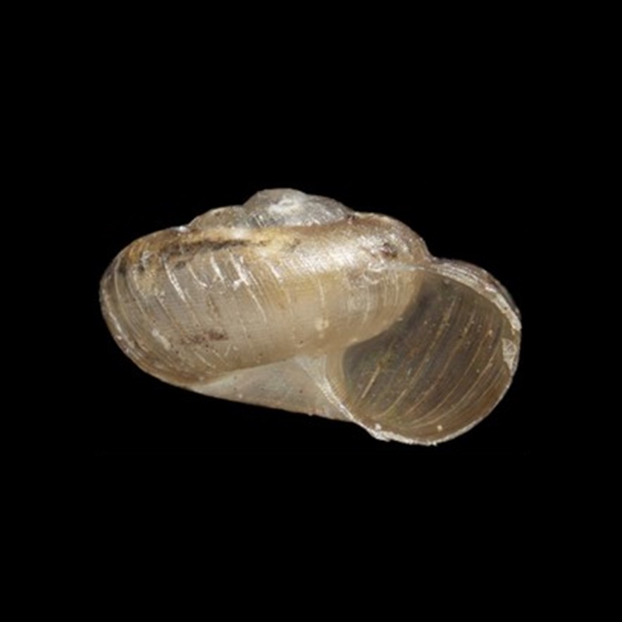 PUNCTIDAE