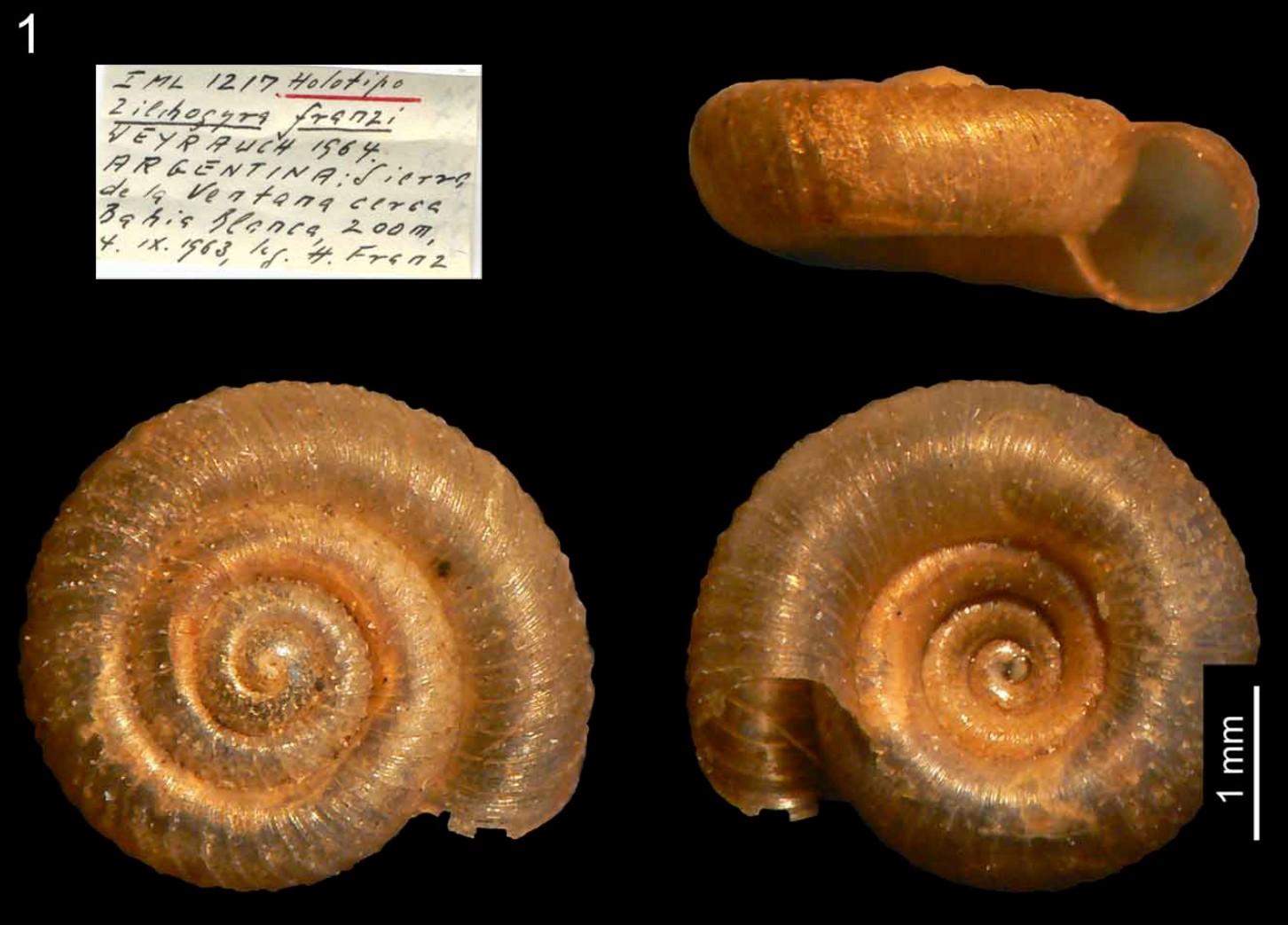 Zilchogyra franzi Weyrauch, 1965 Zilchogyra franzi Weyrauch, 1965