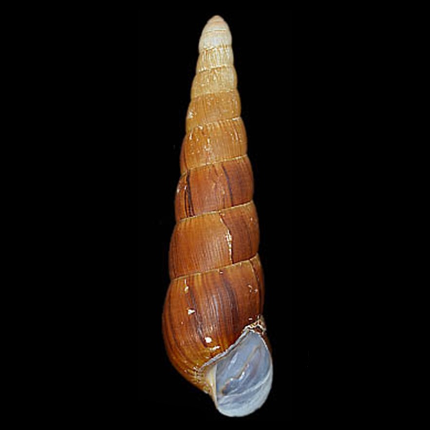 ACHATINIDAE - BRASIL