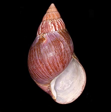 ACHATINIDAE - AMÉRICA DO SUL