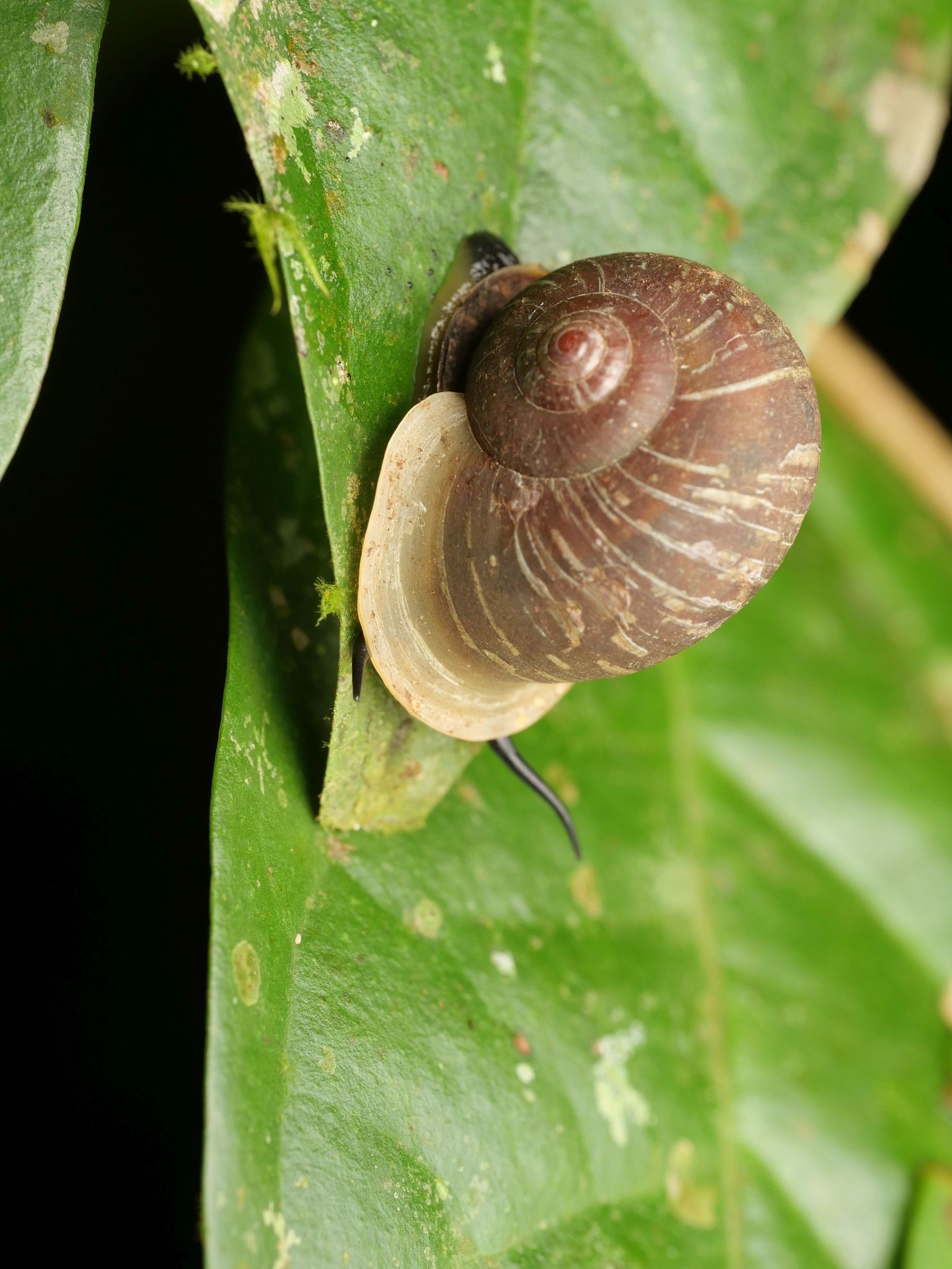 Bourciera striatula K. Miller, 1879 Bourciera striatula K. Miller, 1879