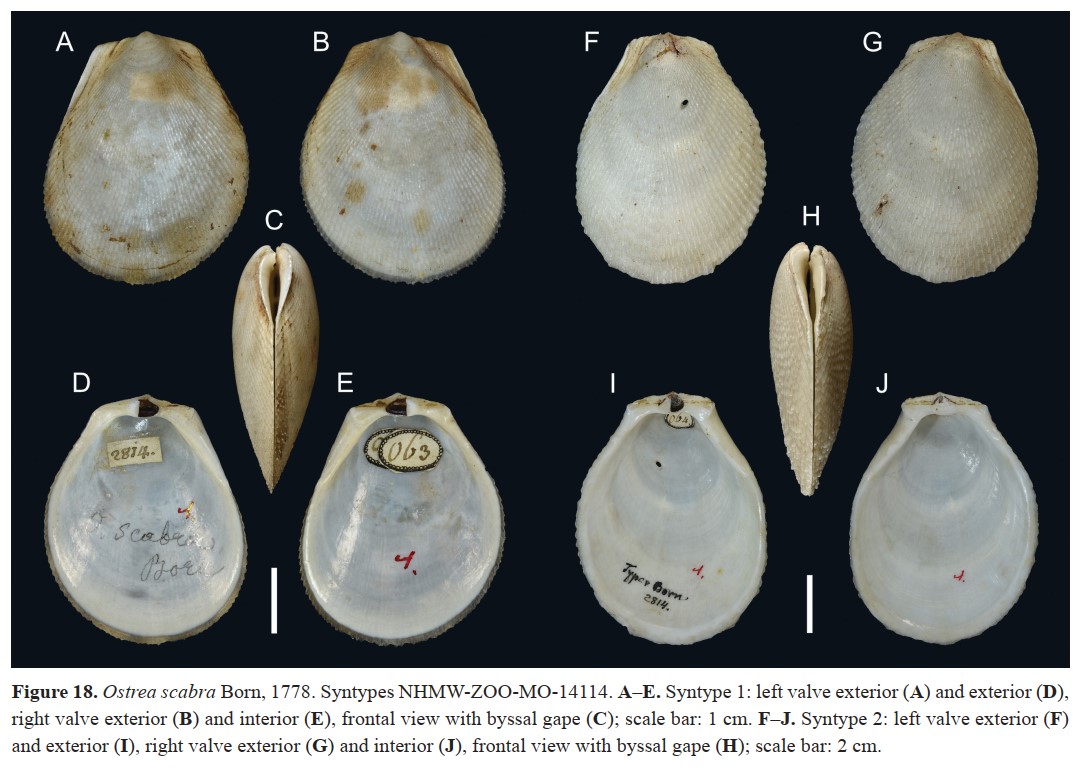 Ctenoides scaber (Born, 1778) Ctenoides scaber (Born, 1778)