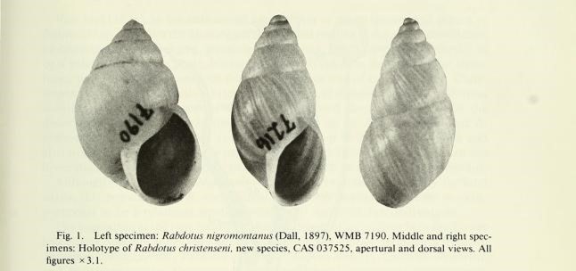 Naesiotus nigromontanus (Dall, 1897) Naesiotus nigromontanus (Dall, 1897)