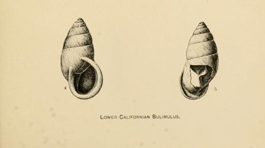 Naesiotus veseyianus (Dall, 1893) Naesiotus veseyianus (Dall, 1893)
