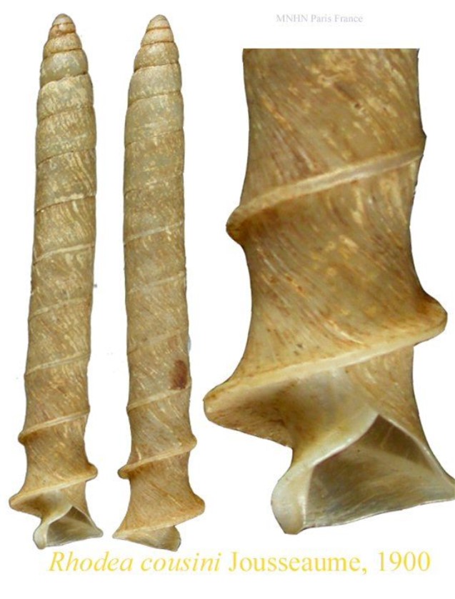 Rhodea cousini Jousseaume, 1900 Rhodea cousini Jousseaume, 1900