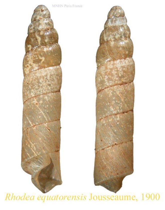 Rhodea equatorensis Jousseaume, 1900 Rhodea equatorensis Jousseaume, 1900